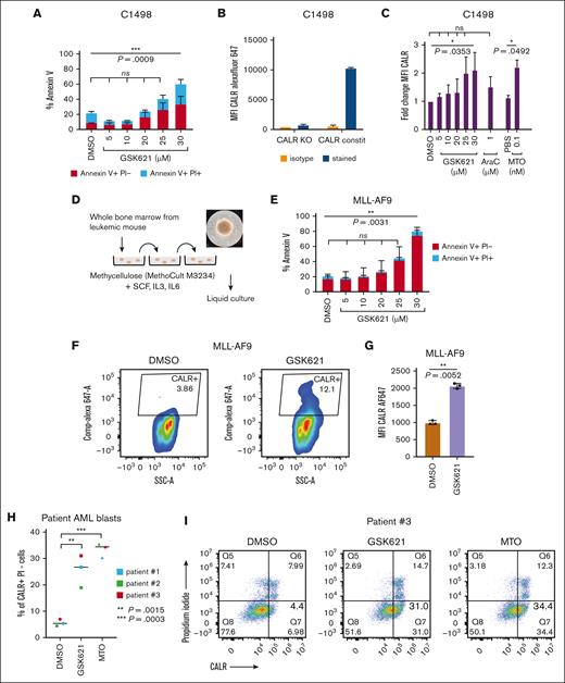 GSK621 induces preapoptotic surface CALR exposure in murine and human cells. (A) C1498 cells were treated at the indicated concentrations with GSK621 for 48 hours, and the percentage apoptotic cells was measured by flow cytometry using annexin V/propidium iodide (PI) staining (early apoptotic cells: annexin V–positive/PI−; late apoptotic: annexin V–positive/PI+). Ordinary two-way analysis of variance (ANOVA) with Dunnett multiple comparisons test. (B) Flow cytometry of C1498 cells used as controls for surface CALR staining. CALR KO or constitutive cell surface CALR were stained with a CALR–AF647 antibody or isotype control. Graphs represent mean fluorescence intensity (MFI) ± standard deviation (SD). (C) Fold change in MFI relative to vehicle of surface CALR staining on live, unpermeabilized cells by flow cytometry (MFI ± standard error of the mean) after 6 hours of treatment with the indicated drugs (GSK621, MTO, or AraC); n = 3 biological replicates. Ordinary two-way ANOVA with Dunnett multiple comparisons test. (D) Schematic of the procedure to generate MLL-AF9 transformed AML cells from leukemia-bearing mice. After multiple replatings in methylcellulose supplemented with IL-6 (10 ng/mL), stem cell factor (SCF, 10 ng/mL), and IL-3 (6 ng/mL), colonies were enriched in granulocyte colony-forming units (CFU-G; picture). Colonies were then transferred in liquid media and grown in suspension. (E) MLL-AF9 cells were treated at various concentrations with GSK621 for 48 hours and percentages of apoptotic cells were measured as described earlier. Ordinary two-way ANOVA with Šidák multiple comparisons test. (F) Representative dot plots of surface CALR staining in unpermeabilized MLL-AF9 cells treated for 24 hours with GSK621 30 μM or dimethyl sulfoxide (DMSO). (G) MFI of surface CALR staining measured on live, unpermeabilized MLL-AF9 cells; n = 3 replicates. Paired t test. (H) Percent of CALR+ PI− blasts of 3 samples from patients with AML after treatment with GSK621 (20 μM), MTO (0.5 nM), or DMSO. Human AML samples 1 and 2 were cryopreserved, thawed, and treated with GSK621. Sample 3 was received fresh and treated immediately. Ordinary one-way ANOVA with Dunnett multiple comparisons test. (I) Representative dot plots for sample 3.