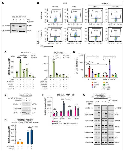Calreticulin surface exposure is AMPK dependent in AML cells. (A) Western blot showing knockdown efficiency of AMPKα in MOLM14 and OCI-AML2 cells transduced with a nontargeting control sgRNA guide (NTG) or PRKAA1 sgRNA. (B) Representative dot plots of MOLM14 and OCI-AML2 surface CALR. Percentages represent the fraction of CALR+ among 4′,6-diamidino-2-phenylindole (DAPI)-negative cells. (C) Control (NTG) or AMPK KO MOLM14 and OCI-AML2 cells were treated with GSK621 (30 μM) or vehicle for 24 hours, and surface exposure of CALR was measured by flow cytometry. Results are MFI of CALR on live (DAPI negative) cells. Baseline fluorescence intensity of the isotype control stained or unstained DMSO treated cells are shown on the same graphs. Ordinary one-way ANOVA with Šidák multiple comparisons test. (D) MOLM14 AMPK KO or control cells (MOLM14 NTG) were treated for 24 hours with DMSO, GSK621 (30 μM), idarubicin (IDA; 25 nM), venetoclax (VEN; 500 nM), or AraC (2 μM), and surface CALR was measured by flow cytometry. The MFI of 3 independent replicates is shown. Ordinary two-way ANOVA with Dunnett multiple comparisons test for comparison to DMSO within each cell line group (NTG and AMPK KO), and ordinary two-way ANOVA with Tukey multiple comparisons test to compare GSK621 treatment in the NTG vs AMPK KO cell line. (E) Western blot showing the expression of a V5-tagged truncated form of AMPKα1 lacking its regulatory region (AMPK 1-312; selected in blasticidin; predicted size: 37.2 kDa). (F) MFI of surface CALR on AMPK KO MOLM14 cells with or without AMPK (1-312) rescue after 24 hours treatment with DMSO, GSK621, VEN, or AraC. Ordinary two-way ANOVA with Šidák multiple comparisons test. (G) MOLM14 cells lacking endogenous PERK expression were generated by CRISPR/Cas9 editing of EIF2AK3 at an intron-exon junction, compared with NTG cells. Cells were rescued with doxycycline-inducible expression of wild-type (WT) PERK bearing a Myc 9E10 tag. Western blot showing the indicated proteins in PERK knockdown and rescue cells, with and without treatment with GSK621 (30 μM). (H) Surface exposure of CALR was measured by flow cytometry before and after induction of PERK rescue, with or without GSK621 treatment. Ordinary two-way ANOVA with Šidák multiple comparisons test.