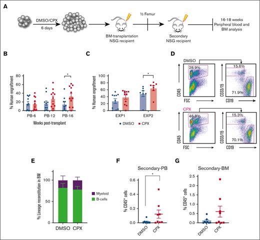 CPX treatment improves long-term reconstitution capability of cultured CB-CD34+ cells. (A) Schematic representation of transplantation experiment. (B) Percentage of human CD45+ cells in the PB (6, 12, 16 weeks) and (C) BM (16 weeks) of NSG recipients. (D-E) Representative FACS plots and quantification of lineage distribution for B cells (CD19) and myeloid cells (CD33/CD15) in BM. (F-G) Secondary transplantation: human chimerism level in PB (F) and BM (G) of secondary NSG recipients from 16 to 18 weeks after transplantations.