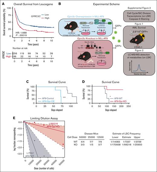 Gprc5c expression levels regulate the development of leukemia. (A) Overall survival according to GPRC5C expression in the Leucegene cohort. High expression levels of GPRC5C (GPRC5C high: ≥75th percentile, red curve) compared with low expression levels (GPRC5C low: <75th percentile, blue curve) are displayed by Kaplan-Meier curves. The P-value was obtained using the log-rank test for the comparison of survival curves. (B) Blue box: schematic representation of the experimental design to overexpress and assess the impact of increased Gprc5c levels in MLL-AF9. Red box: schematic representation of the experimental design to evaluate the effect of the loss of Gprc5c in MLL-AF9. (C) Survival curve depicting AML penetrance upon the gain of Gprc5c in MLL-AF9; n = 9. (D) Survival curve depicting AML penetrance upon loss of Gprc5c in MLL-AF9. Combination of 2 independent experiments; n = 5 to 7. (E) Limiting dilution assays for MLL-AF9-WT and MLL-AF9-Gprc5c-KO. Combination of 2 independent experiments. All represented by mean ± standard deviation. (C-D) Mantel-Cox test, ∗P < .05; ∗∗P < .01; ∗∗∗P < .001; ∗∗∗∗P <.0001. For all experiments, at least 2 independent experiments were performed. ns, not significant.