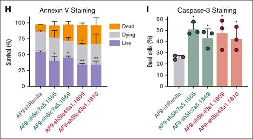 BCAA transporters in the progression of leukemia. (A) Left heat map: amino acids in the MLL-AF9 control and MLL-AF9-Gprc5c-OE cells. Log2 transformed the mean value of metabolite abundances per experiment and z-score centering per metabolite for comparison between experiments. Three independent experiments were performed with >2 replicates per experiment; n = 10. Right heat map: amino acids in MLL-AF9-WT and MLL-AF9-Gprc5c-KO. Log2-transformed mean value of metabolite abundances per experiment and z-score centering per metabolite for comparison between experiments. Two independent experiments were performed with >3 replicates per experiment; n = 7 to 11. (B) Venn diagram representing amino acids significantly upregulated in MLL-AF9-Gprc5c-OE (blue circle) or significantly downregulated in MLL-AF9-Gprc5c-KO (red circle). (C) Venn diagram representing amino acids imported by SLC7A5 or SLC43A1. (D) Schematic representation of the experimental design to rescue MLL-AF9-Gprc5c-KO cells by supplementation with BCAAs. Annexin V staining of BCAA-treated and control leukemia cells; n = 8; schematic representation of the experimental design to assess the impact of the loss of Slc7a5 or Slc43a1 in MLL-AF9. (E) Schematic representation of the experimental design to knockdown Slc7a5 and Slc43a1 in MLL-AF9 to determine impact on cell survival. (F) Quantitative (qPCR) validation of the knockdown of Slc7a5 or Slc43a1 in MLL-AF9 cells. Normalized to the housekeeping genes Oaz1/B2m and shRenilla; n = 4 to 8. (G) Heat map representing medium RNA expression from qPCR data (normalized to housekeeping gene-Oaz1/B2m and shRenilla); n = 9. (H) Annexin V staining of Slc7a5 or Slc43a1 knockdown in MLL-AF9 cells; n = 3 to 5. (I) Caspase-3 staining to determine the frequency of dead cells from Slc7a5 or Slc43a1 knockdown MLL-AF9 cells; n = 3. All represented by mean ± standard deviation. (A) Unpaired t test; (D,F-I) 2-way analysis of variance. ∗P < .05; ∗∗P < .01; ∗∗∗P < .001;∗∗∗∗ P <0.0001. For all experiments, at least 2 independent experiments were performed.