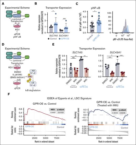 GPRC5C induces the expression of SLC7A5 and SLC43A1 via NF-κB signaling. (A) Experimental scheme to overexpress GPRC5C in KG1. (B) qPCR of SLC7A5 and SLC43A1 expression after GPRC5C-OE in KG1. Normalized to housekeeping gene GAPDH/ACTB and KG1-control; n = 5. (C) Mean fluorescence intensity measurement of pNF-κB in KG1-control and KG1- GPRC5C -OE cells with FACS plot representation; n = 10. (D) Experimental scheme of IKKi inhibition to prevent NF-κB activation in KG1-Control and KG1-GPRC5C-OE cells. (E) qPCR of SLC7A5 and SLC43A1 expression after GPRC5C -OE in KG1 with or without treatment with IKK inhibitor. Normalized to housekeeping gene GAPDH/ACTB and KG1-control; n = 5. (F) GSEA of the LSC signature from Eppert et al in KG1-control and KG1- GPRC5C-OE cells with or without treatment with IKK inhibitor (BMS-345541). GSEA was performed with BH-adjusted P values after the adaptive multilevel splitting Monte Carlo approach. All represented by mean ± standard deviation. Unpaired Student t test was performed unless otherwise indicated ∗P < .05; ∗∗P < .01; ∗∗∗P < .001; ∗∗∗∗ P < 0.0001. For all experiments, at least 2 independent experiments were performed. BH, Benjamini-Hochberg correction; DMSO, dimethyl sulfoxide; MFI, mean fluorescence intensity; IKKi, IκB kinase inhibitor.