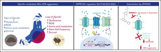 Graphic abstract. Left panel - GPRC5C modulates AML aggression. Middle panel - GPRC5C signals through NF-κB to enhance the expression of SLC7A5 and SLC43A1. Right panel - Inhibition of SLC7A5 with JPH203 targets the respiratory capacity of leukemic cells, hindering their viability. This effect is strengthen by the addition of venetoclax and azacitidine.