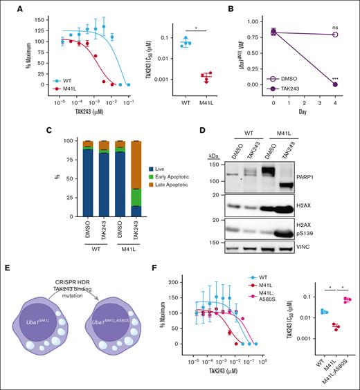 Hemizygous Uba1M41L expression confers increased sensitivity to on-target UBA1 inhibition by TAK243. (A) Proliferation of 32D cells with hemizygous expression of Uba1WT and Uba1M41L over 3 days in the presence of DMSO or a range of TAK243 concentrations. A single representative experiment (left, mean ± SD of 3 technical replicates) and calculated 50% inhibitory concentration (IC50) values (right, mean ± SD of 4 biological replicates) are shown. Statistical significance was determined using a Mann-Whitney test. (B) Competition between 32D Uba1WT and Uba1M41L cells in the presence of DMSO (open symbols) or 10 nM TAK243 (closed symbols) over 4 days. Uba1M41L variant allele frequency (VAF) was determined by quantitative analysis of Sanger sequencing data (mean ± SD of 3 technical replicates).21 Statistical significance was determined using a 2-tailed unpaired t test with Welch correction. (C) Quantification of apoptotic cells by annexin V–propidium iodide (PI) flow cytometry after 16-hour treatment of 32D Uba1WT and Uba1M41L cells with DMSO or 10 nM TAK243. Bars depict live (annexin V–negative/PI–negative), early apoptotic (annexinV+/PIlow-mid), and late apoptotic (annexinV+/PIhigh) cells (mean ± SD of 3 technical replicates). (D) Immunoblot for PARP1, H2AX, and H2AX pS139 proteins after 16-hour treatment of 32D Uba1WT and Uba1M41L cells with DMSO or 10 nM TAK243. Immunoblot for vinculin (VINC) was performed as a protein loading control. (E) Schematic depiction of the knock-in strategy used for generation of 32D cells expressing the TAK243 drug-binding mutation Uba1A580S. (F) Proliferation of 32D cells with hemizygous expression of Uba1WT, Uba1M41L, or Uba1M41L;A580S over 3 days in the presence of DMSO or a range of TAK243 concentrations. A single representative experiment (left, mean ± SD of 3 technical replicates) and calculated IC50 values from 3 independent biological replicates (right, mean ± SD) are shown. Statistical significance was determined using a 2-tailed unpaired t test with Welch correction.