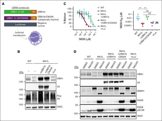 Overexpression of catalytically active UBA1b is sufficient to restore polyubiquitination and promote TAK243 resistance in Uba1M41L cells. (A) Schematic depiction of the complementary DNA (cDNA) constructs overexpressed in 32D Uba1M41L cells. (B) Immunoblot for UBA1, V5, and ubiquitin in 32D Uba1WT and Uba1M41L parental cell lines and Uba1M41L cells overexpressing UBA1 Δ1-40 (UBA1b), UBA1 Δ1-40/C632A (UBA1b/C632A), or luciferase (Luc). Immunoblot for VINC was performed as a protein loading control. (C) Proliferation of 32D Uba1WT and Uba1M41L parental cell lines and Uba1M41L cells overexpressing UBA1b, UBA1b/C632A, or luciferase over 3 days in the presence of DMSO or a range of TAK243 concentrations. A single representative experiment (left, mean ± SD of 3 technical replicates) and calculated IC50 values from 5 independent biological replicates (right, mean ± SD) are shown. Statistical significance was determined using a Mann-Whitney test. (D) Immunoblot for UBA1, V5, PARP1, H2AX, and H2AX pS139 proteins after 16-hour treatment of 32D Uba1WT and Uba1M41L parental cell lines and Uba1M41L cells overexpressing UBA1b, UBA1b/C632A, or luciferase with DMSO or 10nM TAK243. Immunoblot for VINC was performed as a protein loading control.