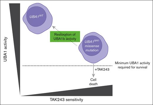 Proposed model of the relationship between UBA1 activity and TAK243 sensitivity.UBA1M41 missense mutations lead to UBA1b loss and expression of a dysfunctional protein isoform, UBA1c, which is associated with diminished UBA1 activity and a global reduction in polyubiquitination. In this context, reduced UBA1 activity renders UBA1M41 mutant cells vulnerable to targeted UBA1 inhibition by TAK243. Exogenous expression of UBA1b in UBA1M41 mutant cells is sufficient to restore UBA1 activity and promote TAK243 resistance.