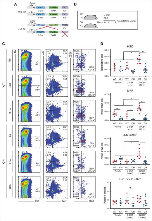 Gata2 germline variation blocks HSPC expansion after acute G-CSF treatment. (A) Configuration of Gata2 variant alleles in WT and CH. (B) Mice were treated with 1 dose of 125 mg/kg rhG-CSF or vehicle and harvested after 4 or 16 hours. (C) Representative flow cytometric plots for BM HSPC quantification. The numbers represent the percentage of the parent cell population. N = 6 to 9 per condition, 4 experiments (D) BM HSPC quantification. HSC: Lin− Sca1+ Kit+ (LSK) CD48– CD150+; MPP: LSK CD48– CD150–; LSK CD48+; Lin– Sca1– c-Kit+. ∗P < .05, ∗∗P < .01, ∗∗∗P < .001; 1-way ANOVA followed by Tukey multiple comparisons test. FSC, forward scatter; PBS, phosphate-buffered saline.