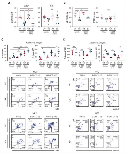 G-CSF–independent and -dependent CH HSPC defects. (A) Messenger RNA quantification from FACS-isolated HSC (LSK CD150+ CD48−) or MPP (LSK CD150– CD48–). N = 3 to 6 per condition from 3 experiments. (B) CFU from 2 × 105 total BM cells or 0.1 mL of peripheral blood. N = 3 to 4 per condition from 3 experiments. ∗P < .05, ∗∗P < .01; 1-way ANOVA followed by Tukey multiple comparisons test. (C) Top: EdU incorporation to quantify cell entry into S phase within HSCs and MPPs. Bottom: representative flow cytometric plots. N = 4 to 7 per condition, 5 experiments. (C) Top: annexin V binding to quantify HSC and MPP apoptosis. Bottom: representative flow cytometric plots. N = 4 to 7 per condition, 5 experiments. ∗P < .05, ∗∗P < .01, ∗∗∗P < .001; 2-tailed unpaired Student t test with Benjamini-Hochberg correction. DAPI, 4′,6-diamidino-2-phenylindole; FACS, fluorescence-activated cell sorter.