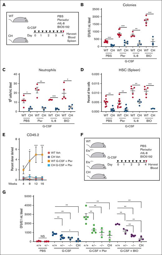 Gata2 germline variation attenuates combinatorial HSPC mobilization. (A) Mice were given 8 doses of 125 mg/kg rhG-CSF over 5 days followed by vehicle, 5 mg/kg plerixafor, 1 mg/kg rhIL-8, or 1 mg/kg BIO5192 and harvested after 1 hour. (B) CFU from 0.1 mL of peripheral blood. (C) Peripheral blood neutrophil quantification. (D) Splenic LT-HSC (LSK CD150+ CD48–) quantification. N = 3 to 10 per condition, 7 experiments. ∗P < .05, ∗∗P < .01, ∗∗∗P < .001; 2-tailed unpaired Student t test with Benjamini-Hochberg correction. (E) Repopulating activity in peripheral blood 16 weeks after competitive transplant of 50 μL peripheral blood with 106 BM competitor cells. N = 5 to 6 per condition from 2 experiments. ∗P < .05, ∗∗∗P < .001; 1-way ANOVA followed by Tukey multiple comparisons test. (F-G) Monoallelic Ets motif variation attenuates mobilization. WT, monoallelic (Ets+/–), homozygous biallelic (Ets–/–), and CH variants were tested. CFU from 0.1 mL of peripheral blood. N = 3 to 6 per condition, 6 experiments. ∗P < .05, ∗∗P < .01, ∗∗∗P < .001; 1-way ANOVA followed by Tukey multiple comparisons test. PBS, phosphate-buffered saline.