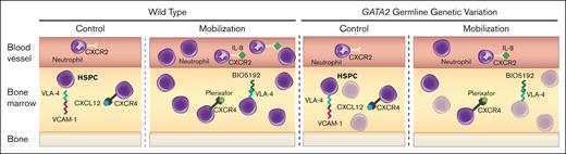 GATA2 genetic variation reduces HSPC activity and mobilization efficiency. Before treatment, WT quiescent HSPCs are maintained in BM through retention mechanisms including CXCR4/CXCL12, VLA-4/VCAM1, and low inflammation (IL-8). During mobilization, these mechanisms are disrupted, leading to HSPC expansion and circulation. Gata2 variation decreases HSPC levels, reducing the available HSPCs to mobilize and compromises VLA-4/VCAM1- and IL-8–induced mobilization mechanisms.