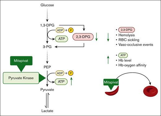 Effects of mitapivat-mediated pyruvate kinase activation in sickle cell disease. Mitapivat (AG-348) is an oral allosteric activator of pyruvate kinase (PK), a key enzyme in RBC glycolysis. PK activation decreases 2,3-DPG levels and increases ATP levels in RBCs. This study showed that mitapivat decreased parameters of hemolysis, RBC sickling and vaso-occlusive events and increased hemoglobin (Hb) level and Hb-oxygen affinity.1,3-DPG, 1,3-Disphosphoglycerate; ADP, adenosine diphosphate; P, phosphate; 2,3-DPG, 2,3-diphosphoglycerate; ATP, adenosine triphosphate; 3-PG, 3-Phosphoglycerate; PEP, phosphoenolpyruvate; RBC, red blood cell; Hb, hemoglobin.
