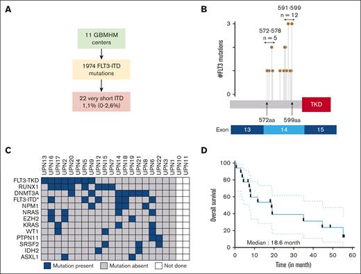 Identification of very short FLT3 insertions in a multicenter cohort of patients with AML. (A) Flowchart identifying patients with very short FLT3 insertions within the GBMHM network. (B) The genomic localization of the 20 FLT3-VSIs with accessible sequencing data is presented in the context of their respective protein and exon sequences. The term #FLT3 mutations indicates the number of FLT3-VSIs identified at specific amino acid (aa) positions. The number of FLT3-VSIs within the domains spanning aa 572 to 578 and 591 to 599 is given. (C) The genomic landscape of FLT3-VSI in 22 patients from our cohort is shown. The results were obtained during routine diagnostic procedures performed by clinical laboratories at the time of AML diagnosis. Only variants identified at least twice within the cohort are presented in this oncoprint. FLT3-ITD∗ indicates additional ITD mutations. (D) Survival curves for the entire cohort of patients with FLT3-VSI (n = 18 with available data).