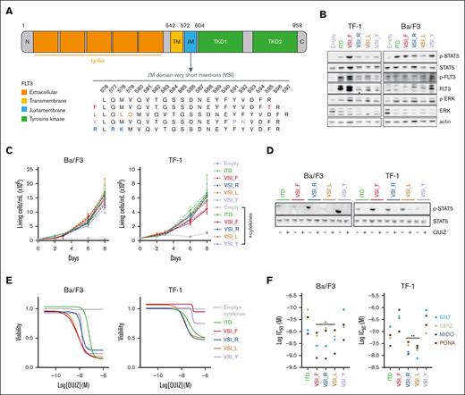 Oncogenic FLT3 signaling triggered by very short FLT3 insertions and their sensitivity to FLT3 inhibitors. (A) A schematic representation of the FLT3 receptor and its different domains is shown. These include the N-terminal (N) and C-terminal (C) regions, immunoglobulin-like (Ig-like) domains, transmembrane (TM) domain, JM domain, and TKD. For a more focused view, an enlarged representation of the aa domain 576 to 597 within the JM domain is provided. This highlights the aa modifications introduced by the 4 FLT3-VSIs (referred to as F, L, Y, and R) selected for modeling. (B) Cells were starved of serum and/or cytokines for 6 hours. Protein extracts were subjected to western blotting with the indicated antibodies. (C) TF-1 and Ba/F3 cells were cultured with or without granulocyte-macrophage colony-stimulating factor (GM-CSF) and interleukin-3 (IL-3), respectively. Cell viability was monitored by trypan blue exclusion assay over a period of 8 days (n = 3). (D) TF-1 or Ba/F3 cells expressing FLT3-VSIs or a classic FLT3-ITD mutations were incubated with either vehicle (−) or 3nM (+) quizartinib (QUIZ) for 48 hours. Western blots were performed using the indicated antibodies. (E-F) TF-1 or Ba/F3 cells transduced with the empty vector were cultured with 10% fetal bovine serum and GM-CSF or IL3, respectively, whereas cells expressing FLT3 variants were cultured without cytokines. Cells were treated with either vehicle (0.1% dimethyl sulfoxide) or various concentrations of QUIZ, gilteritinib (GILT), midostaurin (MIDO), or ponatinib (PONA) for 48 hours. Cell viability was measured using the luminescence-based ATPlite assay (n = 3 biological replicates, each including 3 technical replicates). (E) Cell viability assays performed on Ba/F3 and TF-1 cells exposed to QUIZ were plotted using the log(inhibitor) vs response—variable slope (4 parameters) model implemented in GraphPad (Prism, v9.5.0). (F) Half maximal inhibitory concentrations (IC50) for each TKI and FLT3 variant type were determined in Ba/F3 and TF-1 cell lines using GraphPad. Vertical bars indicate standard deviations. Statistical significance levels are indicated as ∗P < .05, ∗∗P < .01, and ∗∗∗P < .001.