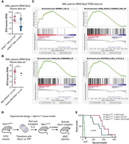 MEIS1 collaborates with NPM1c mutation to induce high-penetrance myeloid leukemia in mice. (A) MEIS1 expression in NPM1c de novo AML patients (n = 107) compared with NPM1WT AML patients (n = 340) from the Vizome data set.26 (B) MEIS1 expression in NPM1c de novo AML patients (n = 107) compared with CD34+ healthy BM (n = 13) from the Vizome data set.26 (C) GSEA analysis of 25% of highest MEIS1 (MEIS1High) expressing vs 25% lowest MEIS1 expressing (MEIS1Low) NPM1c de novo AML patients from the TCGA data set.27 (D) Schematic of the experimental design of in vivo experiments with Npm1cA/+ mouse model. (E) Kaplan-Meier plot of Npm1cA/+ mice transduced with a YFP empty vector (n = 8), Meis1 (n = 10), and secondary transplants of NPM1c+ Meis1 leukemic cells (n = 6). (F) Spleen weight of Npm1cA/+ mice (n = 7) transduced with an empty YFP control vector compared with Npm1cA/+ mice with Meis1 overexpression (n = 8). (G) WBC counts for Npm1cA/+ mice (n = 7) transduced with an empty YFP control vector compared with Npm1cA/+ mice with Meis1 overexpression (n = 7). (H) Histopathological analysis of a Npm1cA/+ plus YFP mouse compared with a Npm1cA/+ plus Meis1 mouse. ∗P < .05; ∗∗P < .001; ∗∗∗P < .0001. GSEA, gene set enrichment analysis; TCGA, the cancer genome atlas; WBC, white blood cell.