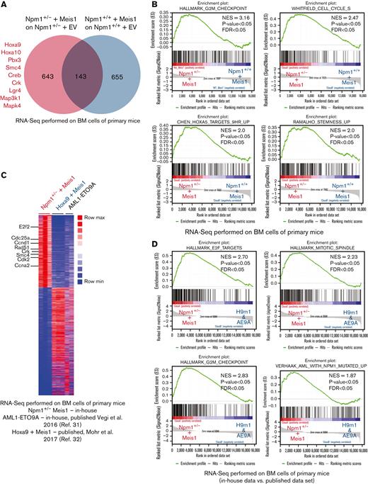Meis1 upregulates stem cell- and cell cycle–associated pathways in Npm1 haploinsufficient cells. (A) Venn diagram of RNA-seq data comparing differentially expressed genes in NPM1+/− plus Meis1 vs NPM1+/+ plus Meis1; both cohorts were first compared with their respective empty vector controls. (B) GSEA analysis for pathways upregulated in NPM1+/− plus Meis1 vs NPM1+/+ plus Meis1 cells. (C) Heatmap of differentially expressed genes in NPM1+/− plus Meis1, Hoxa9 plus Meis1 (H9M1), and AML1-ETO9a (AE9A) primary leukemic mice.31,32 (D) GSEA analysis for pathways enriched in NPM1+/− plus Meis1 vs H9M1 and AE9A primary leukemic mice. ∗P < .05; ∗∗P < .001; ∗∗∗P < .0001. FDR, false discovery rate; NES, normalized enrichment score.