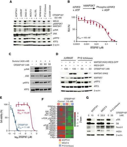 Inhibition of the MAP2K7-JNK pathway in T-ALL. (A) The inhibition of MELK and the MAP2K7-JNK pathway in T-ALL cell lines by OTSSP167 (50 nM, 48 hours) was analyzed by immunoblots. (B) Kinase activity was measured by incubating purified MAP2K7, dead-JNK2 (substrate), ATP (100 mM), and vehicle or OTSSP167 and measuring ADP consumption using ADP-Glo kit (n=3). (C) KOPT-K1 cells were treated with 400 mM sorbitol for 4 hours, and OTSSP167 was added for the last 3 hours. Inhibition of MAP2K7 was evaluated by detecting a reduction in phosphorylated JNK and ATF2 proteins. (D) OTSSP167 inhibited constitutive MAP2K7-JNK2 activation in JURKAT and P12-Ichikawa cells at 100 and 50 nM, respectively. (E) Cell viability of KOPT-K1 cells treated with OTSSP167 or MELK-8a. (F) Heatmap of the cell signaling pathways inhibited by OTSSP167 in T-ALL cell lines by RPPA. (G) Immunoblot analysis of inhibition of mTOR and NOTCH1 pathways by OTSSP167 in T-ALL cell lines.