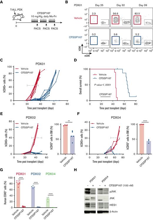 Efficacy to target in vivo patient-derived xenografts. (A) Diagram of treatment of T-ALL PDX mice with OTSSP167 (10 mg/kg) daily for 3 weeks. (B) Representative flow cytometric detection of human CD45 blasts at the end of each treatment week in T-ALL PDX01 (relapse) xenografts. (C) Monitoring human CD45 expansion in individual T-ALL PDX mice (PDX01) treated with vehicle or OTSSP167 (n= 10 per group). (D) Overall survival of mice from the experiment in C (n= 10 per group, P < .0001). (E) Human CD45 expansion in individual T-ALL PDX mice (PDX02, relapse) treated with vehicle or OTSSP167 (n= 5 per group) during a 3-week treatment. Leukemia cells were analyzed in the bone marrow 2 days after the end of treatment. (F) Monitoring human CD45 expansion in individual T-ALL PDX mice (PDX04) treated with vehicle or OTSSP167 (n= 4 vehicle, n=3 OTSSP167) during a 3-week treatment. Leukemia cells were analyzed in the bone marrow 2 days after the end of treatment. (G) Percentage of human CD45 in blood at the end of a 3-week treatment for the 3 T-ALL PDXs. (H) Immunoblot analysis of inhibition of MAP2K7 and NOTCH1 pathways in T-ALL PDX01 and PDX04 treated with vehicle or 100 nM OTSSP167 for 17 hours. ∗∗P < .01, ∗∗∗∗P < .0001 two-tailed Student t test was used in (D). Log-rank test was used in (D).