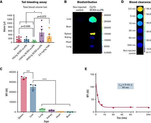 Hemostatic safety characterization, biodistribution, and pharmacokinetic parameters of SCE5-scuPA in the mouse. (A) Tail bleeding safety studies with SCE5-scuPA, showing the average total blood volume lost from a mouse tail wound over 20 minutes; 150 U/g is the highest SCE5-scuPA dose that does not disrupt hemostasis. n = 5 to 9. (B) Representative near-infrared fluorescence scans of perfused organs collected 4 hours after injection of Cy7.5-conjuated SCE5-scuPA (0.5 μg/g). (C) Quantification of the biodistribution of SCE5-scuPA by mean fluorescence intensity (MFI) per pixel in major organs. SCE5-scuPA predominately accumulates in the spleen and liver. n = 3. (D) Representative near-infrared fluorescence scans of blood samples collected at the designated time points. (E) Representative blood clearance plot of blood MFI per pixel vs time, fitted to a one-phase exponential decay nonlinear regression, after intravenous administration of Cy7.5-conjuated SCE5-scuPA (150 U/g). SCE5-scuPA is rapidly cleared from the circulation, with a half-life of 3 minutes ± 30 seconds. n = 4. All data are presented as mean ± standard error of the mean. ∗P < .05, ∗∗∗P < .001, ∗∗∗∗P < .0001 by one-way analysis of variance with Tukey’s post hoc analysis. AU, arbitrary units.