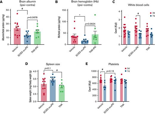 SCE5-scuPA protects the BBB, reduces cerebral blood content, and attenuates immunosuppression and thrombocytopenia after photothrombotic stroke. (A and B) Albumin extravasation (A) and cerebral hemoglobin (Hb) levels (B) in perfused brains 3 days after photothrombotic stroke in mice treated just before stroke with saline (vehicle), SCE5-scuPA (150 U/g), or TNK-tPA (2.5 mg/kg). The contralateral (Contra) values were subtracted from the ipsilateral (Ipsi) values to correct for perfusion efficiency. (C-E) Under the same protocol settings: WBC counts at 3 and 7 days poststroke (C), spleen size measurements at 3 days poststroke (D), and platelet counts at 3 and 7 days poststroke (E). All data are presented as mean ± standard error of the mean. #P < .05 by one-way analysis of variance with Tukey’s post hoc analysis. ∗P < .05 and other specified P values by a t test (unpaired, 2-tailed). n = 5 to 14.
