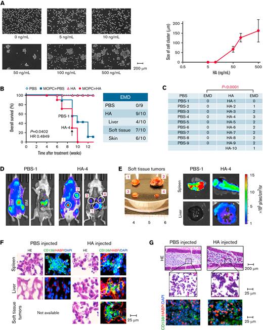 The administration of HA facilitates EMD development in a syngeneic murine MM model. (A) MOPC315.BM-Luc cells were cultured at 1 × 105 cells/mL with various concentrations of HA under shear stress for 1 hour. Left panel: Representative phase-contrast images at the indicated concentrations of HA. Bar represents 200 μm. Right panel: The means ± SD (bars) of cell cluster sizes (n = 8-20). (B) We intravenously injected 5 × 105 luciferase-expressing MOPC315.BM.Luc cells or vehicle alone (PBS) into BALB/c mice, started the administration of the vehicle (PBS) or 50 μg/kg of HA 4 weeks after transplantation, and continued the treatments twice a week for an additional 4 weeks. Kaplan-Meier survival curves of the PBS group (PBS-injected and PBS-administered mice) (n = 5), the MOPC + PBS group (MOPC315.BM.Luc-transplanted and PBS-administered mice) (n = 9), the HA group (PBS-injected and HA-administered mice) (n = 5), and the MOPC + HA group (MOPC315.BM.Luc-transplanted and HA-administered mice) (n = 10). P values and the hazard ratio (HR) were determined between the MOPC + PBS group and the MOPC + HA group by the log-rank test. (C) The numbers of EMD lesions in each mouse were counted. The P value was determined by Student t test. (D) Representative photographs of whole-body ventral images obtained by the IVIS Imaging System on Day 63 (indicated by an arrow in B) before and after euthanasia in the left and right panels, respectively (original magnification, ×2). Luciferase-expressing soft tissue tumors are circled and numbered. (E) Representative photographs and ex vivo images of soft tissue tumors, designated #1 to approximately #4 in D, spleen, and liver resected from the PBS-1 and HA-4 mice (original magnification, ×2). See supplemental Figure 3D for all mice and supplemental Figure 3F for quantification. (F) Spleen, liver, soft tissue tumors, and (G) BM sections were obtained from mice in D and stained with hematoxylin-eosin (HE) or with FITC-conjugated anti-human CD138 antibody (green) and biotin-conjugated HABP, followed by the staining with Alexa Fluor 584-conjugated streptavidin (red) and DAPI (blue).