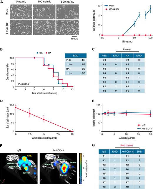 CD44 is required for HA-induced cluster formation in vitro and EMD development in a mouse MM model. (A) We established MOPC315.BM-Luc sublines, in which CD44 was deleted using the CRISPR/Cas9 system (CD44-KO) or an empty vector was stably transfected (Mock). Mock and CD44-KO cells were cultured at 1 × 105 cells/mL with various concentrations of HA under shear stress for 1 hour. Left panel: Representative phase-contrast images of MM cells. Bar represents 100 μm. Right panel: The means ± SD (bars) of the size of cell clusters (n = 8-20). (B) We intravenously injected 5 × 105 CD44-KO cells into BALB/c mice, started the administration of the vehicle (PBS) or 50 μg/kg of HA 4 weeks after transplantation, and continued the treatments twice a week for an additional 4 weeks. Kaplan-Meier survival curves of the PBS group (n = 8) and the HA group (n = 8). P values were determined by the log-rank test. (C) The numbers of EMD lesions in each mouse were counted. The P value was determined by Student t test. (D) MOPC315.BM-Luc cells were cultured with the indicated concentrations of the anti-CD44 antibody Hermes-1 in the presence of HA under shear stress for 1 hour. The means ± SD (bars) of the size of cell clusters are shown (n = 8-20). ∗P < .05 by one-way ANOVA with Tukey’s multiple comparison test. (E) MOPC315.BM-Luc cells were cultured with the indicated concentrations of control IgG or Hermes-1 (anti-CD44). Cell proliferation was assessed after 72 hours and is expressed as a percentage of the values for corresponding untreated cells. The means ± SD (bars) of 3 independent experiments are shown. (F) We intravenously transplanted 5 × 105 MOPC315.BM.Luc cells into BALB/c mice. Beginning 4 weeks after transplantation, mice were administered 10 mg/kg of isotype-matched immunoglobulin (IgG) or the anti-CD44 antibody Hermes-1 (Anti-CD44) along with 50 μg/kg HA twice a week for an additional 4 weeks.38 Representative overlay photographs taken by the IVIS-CT Imaging System on Day 70 are shown with the location of the intramedullary tumors, splenic tumors, and EMD lesions. (G) The numbers of EMD lesions in each mouse were counted. The P value was determined by Student t test.