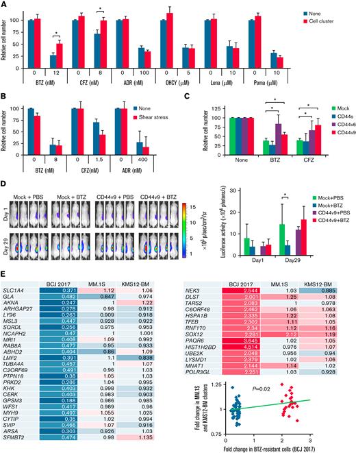 Cell–cell homophilic interactions confer PI resistance to MM cells. (A) KMS12-BM cells were cultured with the indicated concentrations of bortezomib (BTZ), carfilzomib (CFZ), doxorubicin (ADR), 4-hydroxycyclophosphamide (OHCY), lenalidomide (Lena), or pomalidomide (Poma) in the presence of UBE6T-7 BMSC supernatants in the absence (None) or presence (Cell cluster) of shear stress exposure. Cell proliferation was assessed after 72 hours and is expressed as a percentage of the value for corresponding untreated cells without exposure to shear stress. ∗P < .05 determined by one-way ANOVA with the Student-Newman-Keuls multiple comparison test (n = 6-10). (B) The experiments described in A were carried out with non–cluster-forming RPMI8226 cells. (C) Mock-, CD44s-, CD44v6-, or CD44v9-transfected KMM.1 cells were cultured with suboptimal doses of bortezomib (BTZ) or carfilzomib (CFZ) along with 100 ng/mL of HA under shear stress. Cell proliferation was assessed after 72 hours and is expressed as a percentage of the value for corresponding drug-untreated cells. ∗P < .05 determined by one-way ANOVA with the Student-Newman-Keuls multiple comparison test (n = 6-10). (D) We subcutaneously inoculated 5 × 106 luciferase-expressing KMM.1-mock (Mock) or KMM.1-CD44v9 (CD44v9) cells in the right thigh of NOD/SCID mice. Mice were intraperitoneally administered vehicle alone (PBS) or 2 mg/kg bortezomib (BTZ) twice a week for 3 weeks. Treatments were started when tumor-derived luciferase activity was measurable, defined as Day 1. Left panel: Representative photographs of mice on Day 1 and Day 29 (original magnification, ×2). Right panel: Quantitative data of in vivo bioluminescence on Day 1 and Day 29 expressed as photon units (photons/s). The means ± SD (bars) are shown. ∗P < .05 by one-way ANOVA with Tukey’s multiple comparison test (n = 4). (E) MM.1S and KMS12-BM cells were cultured at 1 × 105 cells/mL in the presence of UBE6T-7 supernatants with or without shear stress for 24 hours. Total RNA was isolated and subjected to microarray analysis for global changes in gene expression. The data have been deposited in the MIAME-compliant GEO database under accession number GSE189364. We selected the genes significantly downregulated (blue/sky blue) or upregulated (red/pink) in bortezomib-resistant primary MM cells in a previous study40 (BCJ 2017) and compared their expression with that in MM.1S and KM12-BM cell clusters. The numbers indicate fold increases in the expression level of each gene in shear stress-induced cell clusters against nonclustered MM.1S and KM12-BM cells (P = .02 by Spearman's rank correlation).