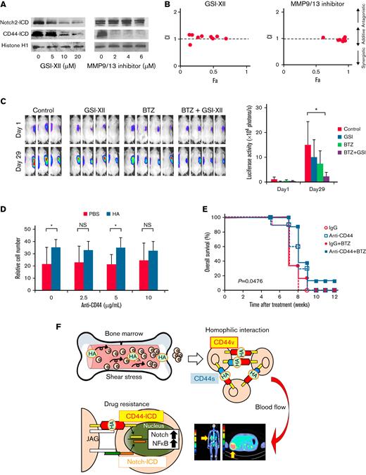 Targeting CD44 signaling overcomes cluster-mediated PI resistance in MM cells. (A) MM.1S cells were cultured with 500 ng/mL of HA under shear stress for 24 hours in the presence of GSI-XII or an MMP9/13 inhibitor at the indicated concentrations. Nuclear extracts were subjected to immunoblotting for the expression of Notch2-ICD, CD44-ICD, and histone H1 (internal control). (B) MM.1S cells were cultured with 500 ng/mL of HA under shear stress and treated with bortezomib in combination with GSI-XII or an MMP9/13 inhibitor for 72 hours. Dose-response curves of each combination were generated to make nonconstant normalized isobolograms at IC50 using CompuSyn software.15 The isobolograms shown are representative of at least 3 independent experiments. A combination index (CI) <1.0 indicates the synergism of the 2 drugs. (C) We subcutaneously inoculated 5 × 106 luciferase-expressing KMM.1-CD44v9 cells into the right thigh of NOD/SCID mice. When inoculated tumors were palpable (Day 1), mice were randomly assigned to 4 arms of treatment with intraperitoneal injection of vehicle alone (Control), 2 mg/kg of GSI-XII, 2 mg/kg of bortezomib, or GSI-XII plus bortezomib (GSI-XII first, followed by bortezomib) twice a week for 3 weeks. Left panel: Representative photographs of mice on Day 1 and Day 29 (original magnification, ×2). Right panel: Quantitative data of in vivo bioluminescence imaging on Day 1 and Day 29 expressed as photon units (photons/s). The means ± SD (bars) are shown. ∗P < .05 by one-way ANOVA with Tukey’s multiple comparison test (n = 4). (D) MOPC cells were cultured with bortezomib (20 nM) in the presence of vehicle (PBS) or 500 ng/mL of HA under shear stress along with the indicated concentrations of anti-CD44 antibody. Cell proliferation was assessed after 72 hours and is expressed as a percentage of the value for corresponding untreated cells. ∗P < .05 determined by one-way ANOVA with the Student-Newman-Keuls multiple comparison test (n = 3). (E) We intravenously injected 5 × 105 luciferase-expressing MOPC315.BM.Luc cells into BALB/c mice. Four weeks after transplantation, mice were injected with 50 μg/kg of HA and treated with intraperitoneal administration of isotype-matched immunoglobulin (IgG), anti-CD44 antibody (anti-CD44), IgG plus bortezomib (IgG + BTZ), or anti-CD44 antibody plus bortezomib (anti-CD44 + BTZ) (IgG or anti-CD44 antibody first, followed by bortezomib) twice a week for an additional 4 weeks. Kaplan-Meier survival curves are shown. P value was determined between the anti-CD44 + BTZ group and the IgG + BTZ group by the log-rank test. (F) Graphic abstract. See Results and Discussion for details.
