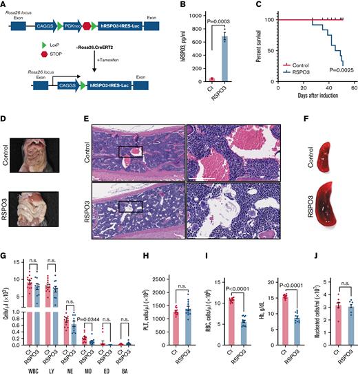 Widespread RSPO3 expression impairs survival. (A) Schematic depicting the generation of our conditional RSPO3 overexpression mouse model. (B) Circulating human RSPO3 (hRSPO3) levels in serum from control and RSPO3 animals measured by using immune-PCR; n = 3 per group. (C) Kaplan-Meyer survival curves for control and RSPO3 animals; n = 12 per group. Representative images of guts (D), hematoxylin, and eosin-stained sternum slides (E), and spleens (F) from control and RSPO3 animals. Rectangles mark regions shown at higher magnification; n = 10 per group. Quantification of white blood cells (WBCs) and major subpopulations (G), platelets (PLT) (H), and RBC and hemoglobin levels (Hb) (I) in the peripheral blood from control and RSPO3 mice. n = 12 for control and n = 10 for RSPO3. (J) Bone marrow cellularity in control and RSPO3 mice (n = 6 per group). Tissues were analyzed 1 month after tamoxifen induction, and data are represented as mean ± standard error of the mean. Two-tailed unpaired t test (panels B, G, H, and J), Mann-Whitney test (panel I), and log-rank test (panel C). Scale bars, 90 μm. BA, basophils; Ct, control; EO, eosinophils; LY, lymphocytes; MO, monocytes; NE, neutrophils; n.s., not significant (P > .05); RSPO3, tamoxifen-induced animals.