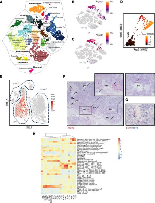 RSPO3 is expressed by LepR+stromal cells in the bone marrow. (A) A t-distributed stochastic neighbor embedding (t-SNE) plot with color-coded clusters of various bone marrow–derived cells is shown. t-SNE plots of various bone marrow–derived cell populations with color-coded expression levels of Rspo2 (B) and Rspo3 (C). (D) Markov Affinity-based Graph Imputation of Cells (MAGIC) plot showing co-expression of Rspo2 and Rspo3 with Lepr in a subset of bone marrow cells. (E) t-SNE plot of bone marrow–derived osteoblasts (Col2.3+), perivascular cells (Lepr+), and vascular endothelial cells (VE-cad+) from Tikhonova et al40 with color-coded expression levels of Rspo3. (F) Representative image of an ISH for Rspo3 transcript distribution in the bone marrow of n = 3 animals. Rectangles mark regions shown at higher magnification; arrows point out Rspo3 transcripts near blood vessels (BV). (G) Representative image of a double ISH for Rspo3 (blue) and Lepr (red) transcript distribution in the bone marrow of n = 3 animals. (H) Hierarchical clustering of human hematopoietic progenitor populations from the Immunological Genome Project data set41 based on the expression profile of common Wnt receptors. Expression data are scaled column-wise for each gene across cell types. Scale bars, 100 μm (panel F, large panel) and 50 μm (panel F, smaller panels; panel G). DC, dendritic cells; Ery/Meg prog, erythroid-megakaryocytic progenitors; Fbl, fibroblasts; l. pre-B, large pre–B cells; LMPPs, lymphoid-primed multipotent progenitors; max, maximum; min, minimum; MSC, mesenchymal stromal cells; NK, natural killer cells; prog, progenitor; s. pre-B, small pre–B cells; T, T cells.