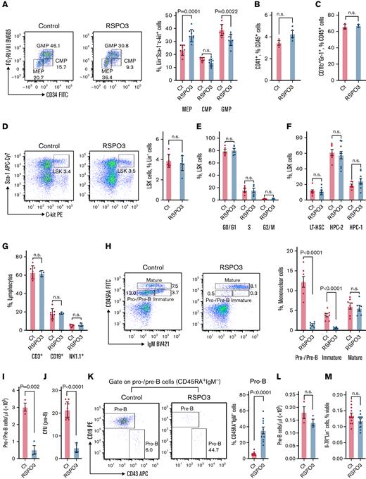 Effects of elevated RSPO3 levels on HSCs and early B-progenitors. (A) Representative fluorescence-activated cell sorting (FACS) plot and corresponding bar graphs quantifying the relative abundance of megakaryocyte-erythrocyte progenitors (MEP), granulocyte-macrophage progenitors (GMP), and common myeloid progenitors (CMP) among Lin–Sca-1–Il-7R–c-kit+ bone marrow cells from n = 7 control and n = 10 RSPO3 animals. Bar graphs depicting relative abundance of megakaryocytes (CD41+CD45+FSChigh) (B) and myeloid progenitors (CD11b+Gr-1+) (C) among CD45+ bone marrow cells from n = 3 control and n = 3 to 4 RSPO3 animals. (D) Representative FACS plots and corresponding bar graphs quantifying the relative abundance of LSK (Lin–c-kit+Sca-1+) cells in the bone marrow of control and RSPO3 mice; n = 7 per group. (E) Bar graphs depicting the proportion of LSK cells from control and RSPO3 animals at various stages of cell cycle determined by using 5-bromodeoxyuridine incorporation; n = 5 per group. (F) Bar graphs showing the proportion of long-term HSCs (LT-HSC, CD150+CD48–) and restricted hematopoietic progenitor cell fractions (HPC-1, CD150–CD48+; HPC-2, CD150+CD48+) among LSK cells from n = 6 control and n = 9 RSPO3 animals. (G) Bar graphs depicting the relative abundance of 3 major lymphocyte subpopulations in peripheral blood of n = 7 control and n = 3 RSPO3 mice. (H) Representative FACS plots and corresponding bar graph showing the relative abundance of pro–/pre–B cells (CD45RA+IgM–), immature B cells (CD45RA+IgM+), and mature B cells (CD45RA++IgM+) among mononuclear cells from n = 7 control and n = 6 RSPO3 animals. (I) Bar graph depicting the absolute number of pro–/pre–B cells (CD45RA+IgM–) per microliter of peripheral blood from control and RSPO3 mice; n = 3 per group. (J) Bar graph showing the number of colony-forming units (CFU) (pre–B cell) after culturing equal numbers of total bone marrow cells from n = 10 control and n = 4 RSPO3 mice for 10 days in methylcellulose. (K) Representative FACS plots and corresponding bar graph quantifying the combined relative number of pro–B cells (CD43+CD19–) and pre–B cells (CD43–CD19+) among CD45RA+IgM– B-progenitors from control and RSPO3 mice; n = 10 per group. (L) Bar graph depicting the absolute number of pro–B cells (CD45RA+IgM–CD43+CD19–) per microliter of peripheral blood from control and RSPO3 mice; n = 3 per group. (M) Bar graph depicting the percent common lymphoid progenitors (CLP; Lin–Il-7R+) among viable bone marrow cells from control and RSPO3 animals; n = 12 per group. Bone marrow was analyzed 1 month after tamoxifen induction, and data are represented as mean ± standard error of the mean. Two-tailed unpaired t test. APC, allophycocyanin; BV, brilliant violet; Ct, control; FcγRII/III, Fc gamma receptor II/III; FITC, fluorescein isothiocyanate; IgM, immunoglobulin M; n.s., not significant (P > .05); PE, phycoerythrin; RSPO3, tamoxifen-induced animals.