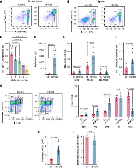 RSPO3 overexpression impairs erythropoiesis. Representative FACS plots analyzing erythroid progenitors in bone marrow (A) and spleens (B) from control and RSPO3 mice; n = 20 per group. (C) Timeline of anemia development in RSPO3 animals measured as the percentage of CD71– Ter119+ erythroid cells among mononuclear cells; n = 3 to 5 per time point. (D) Erythropoietin concentration in serum from control and RSPO3 animals; n = 6 per group. (E) Bar graph depicting the number of burst-forming unit–erythroid (BFU-E), colony-forming unit–granulocyte macrophages (CFU-GM), and colony-forming unit–granulocyte erythrocyte monocyte/macrophage megakaryocyte (CFU-GEMM) after culturing equal numbers of total bone marrow cells from control and RSPO3 mice for 10 days in methylcellulose; n = 6 per group. (F) Quantification of CD71+ Ter119– pro-erythroblasts in control and RSPO3 mice; n = 9 per group. (G) Representative FACS plots and corresponding bar graph analyzing various stages of terminal erythropoiesis in control and RSPO3 mice; n = 9 per group. Gates from right to lower left represent basophilic (baso-), polychromatic (poly-), and orthochromatic (ortho-) erythroblasts, followed by reticulocytes (Ret) and RBCs. (H) Absolute number of reticulocytes in peripheral blood from control and RSPO3 mice; n = 14 per group. (I) Bar graph depicting the relative number of erythroid-macrophage islands in the bone marrow of control and RSPO3 animals measured as the percent CD11b+FSChigh among Ter119+ cells by flow cytometry; n = 3 to 4 per group. Tissues were analyzed 1 month after tamoxifen induction, and data are represented as mean ± standard error of the mean. One-way ordinary analysis of variance for panel C, Mann-Whitney test for panel D, and two-tailed unpaired t test for all other analyses. Ct, control; FITC, fluorescein isothiocyanate; FSC, forward scatter; n.s., not significant (P > .05); PE, phycoerythrin; RSPO3, tamoxifen-induced animals.