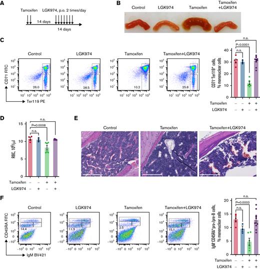 The RSPO3-induced hematopoietic phenotype requires Wnt ligands. (A) Schematic depicting the LGK974 dosing regimen. (B) Image of representative pieces of small intestine from control and RSPO3 animals of each treatment group; n = 3 to 10 per group. (C) Representative FACS plots and corresponding bar graph quantifying erythroid progenitors in control and RSPO3 animals of each treatment group; n = 3 to 10 per group. (D) Absolute number of RBCs in peripheral blood before and after RSPO3 induction and LGK974 treatment; n = 3 to 9 per group. (E) Representative images of hematoxylin and eosin–stained sternum sections showing a reversal of the RSPO3-induced bone marrow phenotype after LGK974 treatment; n = 3 to 10 per group. (F) Representative FACS plots and corresponding bar graph quantifying early B-progenitors in bone marrow from control and RSPO3 animals of each treatment group; n = 3 to 10 per group. Data shown are mean ± standard error of the mean and are representative of 2 independent experiments. One-way analysis of variance followed by Dunnett’s test for multiple comparisons. Scale bar, 500 μm. FITC, fluorescein isothiocyanate; IgM, immunoglobulin M; n.s., not significant (P > .05); PE, phycoerythrin; p.o., by mouth.