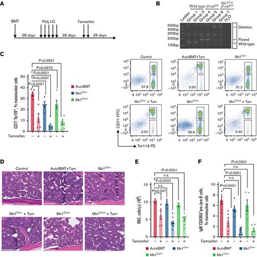 β-catenin is not required for RSPO3-induced hematopoietic phenotypes. (A) Schematic depicting the experimental approach to test the effect of RSPO3 overexpression on inducible inactivation of β-catenin in hematopoietic cells. (B) Genomic PCR-based quantification of β-catenin deletion efficiency in various experimental groups. Genomic DNA was collected from sorted CD45+ cells 28 days after completion of PolyI:C induction. (C) Representative FACS plots and corresponding bar graph quantifying erythroid progenitors in recipients of autologous bone marrow (BM), Mx1Cre–β-cateninfl/fl–derived BM (Mx1Cre–), or Mx1Cre+β-cateninfl/fl–derived BM (Mx1Cre+) with or without induction of RSPO3 overexpression; n = 5 to 10 per group. (D) Representative images of hematoxylin and eosin–stained sternum sections showing no reversal of the RSPO3-induced BM phenotype upon loss of β-catenin; n = 5 to 10 per group. (E) Absolute number of RBCs in recipients of autologous BM, Mx1Cre–β-cateninfl/fl–derived BM, or Mx1Cre+β-cateninfl/fl–derived BM with or without induction of RSPO3 overexpression; n = 5 to 10 per group. (F) Representative FACS plots and corresponding bar graph quantifying early B-progenitors in BM from control and RSPO3 animals of each treatment group; n = 5 to 10 per group. Data shown are mean ± standard error of the mean. One-way analysis of variance followed by Dunnett’s test for multiple comparisons. Scale bar, 500 μm. AutoBMT, autologous bone marrow transplant; BMT, bone marrow transplant; FITC, fluorescein isothiocyanate; IgM, immunoglobulin M; n.s., not significant (P > .05); Tam, tamoxifen.