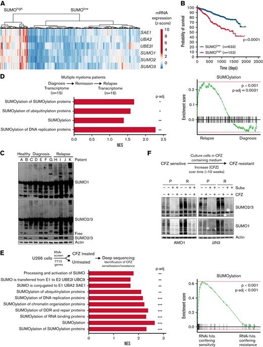 SUMO pathway is activated in MM and associated with poor prognosis. (A) Heatmap and hierarchical clustering of the SUMO core components SAE1, UBA2, UBE2I, SUMO1, SUMO2, and SUMO3 derived from transcriptome data from n = 768 patients with MM of MMRF-CoMMpass data; the data were clustered as indicated into SUMOhigh and SUMOlow groups. (B) Kaplan-Meier curves for probability of survival of SUMOhigh and SUMOlow groups as described in panel A. Curve comparison by log-rank test with indicated P value. (C) Immunoblot depicting expression of SUMO2/3 and SUMO1 in healthy CD138+ cells and CD138+ MM cells, which have been isolated from human specimen by magnetic-activated cell sorting. β-Actin served as loading control. (D) Top: a cohort of n = 13 patients with MM, biopsied at diagnosis, subsequently treated, and biopsied again after disease relapse. Biopsied material was subsequently used for transcriptome profiling. Bottom: Gene set enrichment analysis using the fgsea package reveals enrichment of indicated Reactome SUMOylation signatures of relapsed vs newly diagnosed patients with MM. (E) Top: schematic depiction of the CFZ resistance RNA interference (RNAi) resistance screen performed by Acosta-Alvear et al.35 Bottom: Enrichment indicated SUMOylation signatures upregulated in CFZ-resistant compared with CFZ-sensitive U266 cells, determined by fgsea package using the Reactome knowledgebase. (F) Top: schematic depiction of the applied strategy to cultivate CFZ-resistance MM cells. CFZ-sensitive cells were cultured in CFZ-containing medium, slowly increasing the concentration (1-2 weeks) of CFZ until cells became resistant (total duration >12 weeks). Bottom: immunoblot showing expression of SUMO2/3 and SUMO1 in AMO1 and JJN3 CFZ-resistant cells (R) compared with AMO1 and JJN3 parental (P) cells. P cells were treated with 1 μM subasumstat and/or 12 nM CFZ for 4 hours; dimethyl sulfoxide served as vehicle control (-). Resistant cells were cultured in the presence of 12 nM CFZ and cotreated with 1 μM subasumstat as indicated. Cotreatment with subasumstat depletes SUMOylation. Adjusted P values (false discovery rate), ∗P < .05, ∗∗P < .01, ∗∗∗P < .001 (panels D-E). mRNA, messenger RNA; NES, normalized enrichment score; P-adj, adjusted P value; Suba, subasumstat.