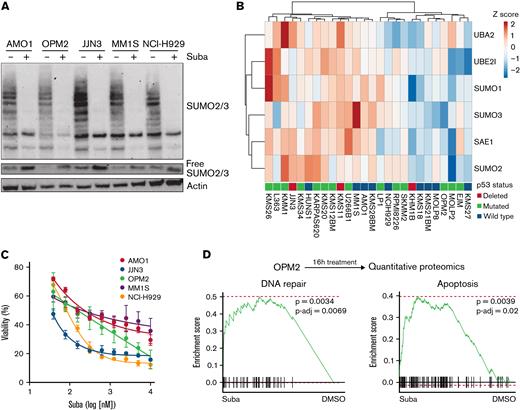 Subasumstat induces cell death in MM cell lines. (A) Treatment of five MM cell lines with 250 nM subasumstat inhibits 2/3 SUMOylation and increases the pool of free SUMO2/3 compared with dimethyl sulfoxide (DMSO)-treated control cells. (B) Expression of indicated core SUMOylation machinery genes in a panel of MM cell lines (data derived from depmap.org). TP53 status is indicated for each cell line. (C) Subasumstat monotreatment on a panel of five MM cell lines. Cells were treated for 3 days with different concentrations of subasumstat; subsequently, viability was measured. Results of 3 independent measurements are shown. (D) Top: OPM2 cells were treated for 16 hours with DMSO or subasumstat and analyzed by quantitative proteomics. Bottom: fgsea plots of quantitative proteomics data. DNA repair and apoptosis proteins are significantly upregulated in subasumstat-treated OPM2 cells over DMSO-treated control cells. P-adj, adjusted P value; Suba, subasumstat.