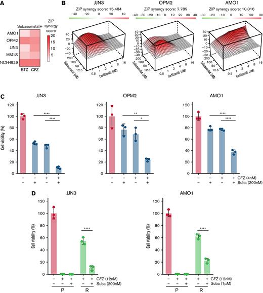 Combined SUMO and proteasome inhibition acts synergistically in MM cell lines. (A) Combination of subasumstat with the proteasome inhibitors bortezomib (BTZ) and CFZ has a synergistic effect on the viability of THE indicated MM cells. Synergy score has been determined by SynergyFinder using the Zero Interaction Potency method (ZIP). The presented ZIP synergy scores are the average of n = 3 independent biological experiments with n = 3 technical replicates. Cells were treated with single and combination treatments using a 4 × 6 matrix. (B) Landscape plots depicting the synergistic area of concentrations for subasumstat and CFZ combination treatment in JJN3, OPM2, and AMO1 cells. Cells were treated for 72 hours with the indicated concentrations (4 × 6 matrix) of subasumstat and CFZ, and cell viability was measured by CellTiterGlo. Subsequently, cell viability data were used to generate landscape plots using SynergyFinder. (C) Bar diagrams showing the effect on cell viability after 72 hours of treatment with CFZ, subasumstat, and the combination thereof in JJN3 (2 nM CFZ, 200 nM subasumstat), OPM2 (2 nM CFZ, 200 nM subasumstat), and AMO1 (4 nM CFZ, 200 nM subasumstat) cells. Statistical testing was determined by one-way analysis of variance. (D) Bar diagram showing the effect on cell viability after 72 hours of treatment with 6 nM (JJN3) or 12 nM (AMO1) CFZ, 200 nM (JJN3) or 1 μM (AMO1) subasumstat, and the combination thereof in parental (P) and CFZ-resistant (R) cells. Statistical testing was determined by one-way analysis of variance. ∗P ≤ .05, ∗∗P ≤ .01, ∗∗∗∗P ≤ .0001. Suba, subasumstat.