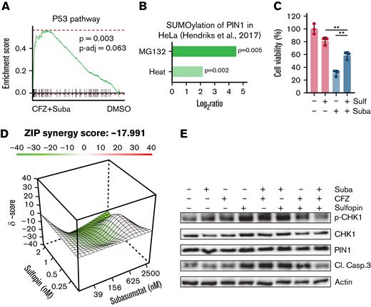 Induction of cell death upon combined SUMO/proteasome inhibition is associated with PIN1. (A) OPM2 cells were treated for 4 hours with dimethyl sulfoxide (DMSO), 250 nM subasumstat, 5 nM CFZ, or the combination thereof and subsequently analyzed by RNA-sequencing. GSEA analysis by the fgsea package of the combination treatment (4 hours) vs DMSO control shows enriched p53 signatures of the Hallmark set from the molecular signature database. fgsea P values and adjusted P values (P-adj; false discovery rate) are indicated. (B) PIN1 SUMOylation upon 8 hours of 10 μM MG132 treatment or 1 hour of heat shock vs control with indicated P values. Data were retrieved from the qPTM database (http://qptm.omicsbio.info/) from the study. (C) Determination of viability of OPM2 cells, treated with 2.5 μM subasumstat or 1 μM sulfopin or combination of both for 72 hours. Cell viability was measured by CellTiterGlo. (D) Landscape plots depicting the antagonistic/additive or synergistic area of concentrations for subasumstat in combination with sulfopin treatment in OPM2 cells. Cells were treated for 72 hours with the indicated concentrations (4 × 6 matrix) of subasumstat and sulfopin and cell viability was measured by CellTiterGlo. Subsequently, cell viability data were used to generate landscape plots using SynergyFinder. (E) Immunoblots on OPM2 cell lysates treated for 4 hours with 250 nM subasumstat, 5 nM CFZ, 2 μM sulfopin, or the combination thereof. Protein expression of indicated proteins was detected using specific antibodies as indicated in the Material and methods section. Actin served as loading control. CL. Casp.3, cleaved caspase-3; Suba, subasumstat; Sulf, sulfopin; ZIP, Zero Interaction Potency method.