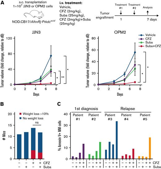 Efficacy of combined SUMO and proteasome inhibition in vivo and in primary MM cells. (A) Average tumor volume over time in nude mice injected with 1 × 107 JJN3 or OPM2 cells. After tumor engraftment, mice were treated with either vehicle, subasumstat (25 mg/kg), CFZ (2 mg/kg), or the combination thereof for 7 days. P values were determined by unpaired t test. (B) Histogram showing the number of mice that lost >10% body weight (but <20%, which was the exclusion criterion) for each treatment group during the in vivo xenograft experiment. (C) Bar diagram of Annexin V staining of 5 primary MM patient samples treated with dimethyl sulfoxide, 250 nM subasumstat, 5 nM CFZ, or the combination thereof. ∗P ≤ .05, ∗∗P ≤ .01. d0, day 0; Suba, subasumstat.