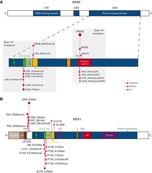 Identified BRAF and MEK1 alterations. Schematic representations of BRAF (A) and MEK1 (B) proteins with alterations detected in patients from our cohort. MEK1 is encoded by the gene MAP2K1. Figures not entirely to scale. AS, activation segment; ATP, adenosine triphosphate binding site; C, C-terminus; CL, catalytic loop; CR, conserved region; D, docking; del, deletion; DFG, DFG motif; ins, insertion; N, N-terminus; NES, nuclear export signal; NRR, negative regulatory region; P, phosphate-binding; Pro, proline.
