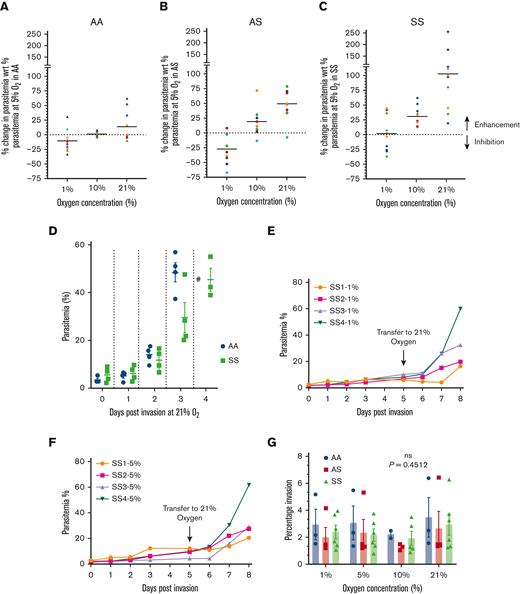 Examining growth of B divergens in different RBC genotypes at different O2 concentrations.B divergens was grown synchronously in vitro at 1%, 5%, 10%, and 21% O2, with constant 5% CO2 and remaining N2. Three genotypes were examined: (A) AA wild type, (B) AS heterozygous for SCD and (C) sickle (SS) homozygous for SCD. Parasitemia at day 3 after invasion were plotted as the percentage of enhancement or inhibition compared with its own growth at standard 5% O2 used widely for in vitro cultures. As evident in (A), parasites grown at 1% O2 in AA cells showed similar growth as 5% O2 (moderate, nonsignificant inhibition of 10.05% ± 5.97%). At 10% and 21% O2, the growth was enhanced (1.39% ± 1.37%, P = .1559 and 13.91% ± 8.41%, P = .0467, respectively). For parasites growing in AS RBCs (B), there was a significant inhibition of growth at 1% O2 (26.48% ± 8.27%). At 5% O2, AA and AS growth rates were comparable. Similar to AA cells, AS cells exhibited enhanced growth at 10% (25.38% ± 7.23%) and 21% O2 (47.9% ± 7.96%). (C) For the SS genotype, at 1% O2, parasites were inhibited almost unchanged as compared with 5% O2 at which parasites also suffered from impaired growth. However, at higher O2 levels, parasites grew better, as shown by a 31.34% ± 5.03% and 101.29% ± 21.46% enhancement of growth compared with 5% at 10% and 21%, respectively. (D) The percentage of parasitemia is plotted for AA and SS cells grown at 21% O2 over days after the invasion. As shown, starting from day 2, AA cells support better growth of parasite, and this difference is evident at day 3, when parasites in AA cells reach their peak, in vitro parasitemia of 48.423% ± 4.105%, whereas parasites in the SS cells are at 29.458% ± 6.337% parasitemia. On day 4, the AA culture crashed (as shown by #), whereas the SS culture reached its peak of 45.367% ± 4.866%. (E and F) Transfer experiments: parasites were grown at 1% O2 (E) and 5% O2 (F) and on day 5 after the invasion at parasitemia of 7.87% ± 0.948% and 9.053% ± 1.6%, respectively, were transferred to 21% O2. After transfer, parasites previously grown at 1% and 5% reached parasitemia of 32.27% ± 9.843% and 34.848% ± 9.180%, respectively. Thus, after stagnation of growth at low- O2 conditions, transfer to a higher O2 condition can rescue the growth of the parasites to near-normal levels in SS host RBCs. (G) We examined whether parasite invasion was affected by different O2 levels across the 3 genotypes. No significant differences were found (P = .4512), thus suggesting that the invasion of B divergens remains similar across genotypes and at different O2 culture conditions.