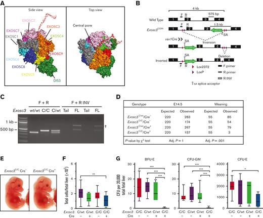 Exosc3 expression in the hematopoietic system is required for hematopoietic progenitor activity and embryogenesis. (A) Crystal structure and model of the human EC bound by a synthetic 16 base pair RNA molecule.19 (B) Exosc3 conditional ablation strategy with Cre recombinase expression controlled by the hematopoietic promoter Vav1. Cre recognizes the loxP and lox2372 sites within Exosc3 and promotes inversion, followed by deletion. A GFP cassette is activated after inversion and serves as a recombination marker. Forward (F) and reverse (R) primer sets were used to distinguish wild-type (WT) from conditional by inversion (COIN = C) allele. F and R-inverted (R INV) primer set was used to detect the inverted C allele in hematopoietic tissue. Primer alignment is depicted as black and gray boxes. (C) PCR-based genotyping of WT (expected size of 300 base pair) and Exosc3 COIN allele (expected size of 400 base pair) and amplification of inverted allele (expected size of 500 base pair) specific to hematopoietic tissue. gDNA was obtained from tail clip of Exosc3WT/WT Cre−, Exosc3C/C, and Exosc3C/WT mice for the first 3 lanes. gDNA was obtained from tail clip and fetal liver (FL) of Exosc3C/C Cre+ embryos (2 biological reps) for the 4 lanes below F + R INV. Tail gDNA was used as a negative control for the F + R INV PCR reaction. (D) Embryo genotypes at the indicated developmental stages. The χ-square P values refer to Exosc3C/C Cre+ in comparison with control Exosc3C/C Cre−. (E) Representative E14.5 Exosc3C/C Cre− and Exosc3C/C Cre+ embryos. (F) Fetal liver cell enumeration (13 independent experiments: Exosc3C/C Cre− = 14, Exosc3C/WT Cre− = 33, Exosc3C/WT Cre+ = 28, and Exosc3C/C Cre+ = 14). (G) E14.5 fetal liver cells were plated in a CFU media at 20 000 cells per mL (5 independent experiments: Exosc3C/wt Cre− = 13, Exosc3C/wt Cre+ = 7, Exosc3C/C Cre− = 10 and Exosc3C/C Cre+ = 10). Quantitative data are presented as box and whisker plots, with bounds from the 25th to 75th percentiles, the median line, and whiskers ranging from minimum to maximum values. ∗P < .05, ∗∗P < .01, and ∗∗∗P < .001, by Tukey multiple comparisons test. † indicates nonspecific band; adj, adjusted.