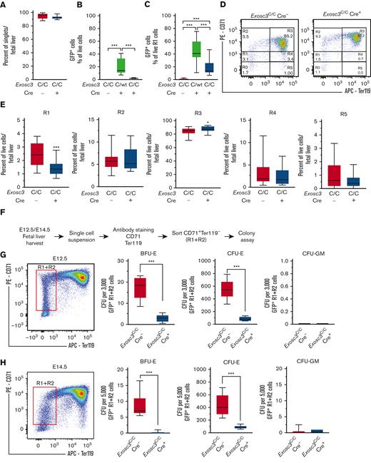 Exosc3 expression in the hematopoietic system confers erythroid progenitor activity in an erythroid cell–intrinsic manner. (A) Exosc3 ablation did not affect cellular viability, assessed by DAPI staining. (B) GFP+ percentage of live fetal liver cells. Significance by Tukey multiple comparisons test. (C) GFP+ percentage from live R1 cells parent gate. Significance by Tukey multiple comparisons test. (D) Representative flow cytometric plots depicting erythroid maturation based on CD71 and Ter119 expression in Exosc3C/C Cre− and Exosc3C/C Cre+ E14.5 embryos (13 independent experiments: Exosc3C/C Cre− = 21 and Exosc3C/C Cre+ = 17). (E) Quantification of R1 to R4 populations from E14.5 fetal livers. (F) Experimental scheme for assessing CFU activity of Exosc3C/C Cre− and Exosc3C/C Cre+ of sorted GFP+ R1 + R2 from E12.5 or E14.5 fetal livers. Colonies were quantified after 3 days (CFU-E) or 8 days (BFU-E and CFU-GM) in methylcellulose. (G) CFU activity of Exosc3C/C Cre− and Exosc3C/C Cre+ 3000 sorted GFP+ R1 + R2 cells from E12.5 fetal livers (7 independent experiments: Exosc3C/C Cre− = 7 and Exosc3C/C Cre+ = 6). (H) CFU activity of Exosc3C/C Cre− and Exosc3C/C Cre+ with 5000 sorted GFP+ R1 + R2 from E14.5 fetal livers (7 independent experiments: Exosc3C/C Cre− = 9 and Exosc3C/C Cre+ = 6). Quantitative data are presented as box and whisker plots, with bounds from the 25th to 75th percentiles, the median line, and whiskers ranging from minimum to maximum values. ∗P < .05, ∗∗P < .01, and ∗∗∗P < .001, by unpaired t test. APC, allophycocyanin.