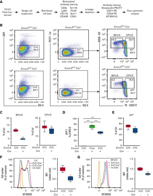 Exosc3 ablation reduces immunophenotypic BFU-E and KIT cell-surface surface expression. (A) Experimental strategy. (B) Representative flow plots depicting erythroid maturation based on KIT, CD71, and CD24 expression to discriminate BFU-E (Lin−KIT+CD24/7110%low) and CFU-E (Lin−KIT+CD24/7120%high) populations in Exosc3C/C Cre− and Exosc3C/C Cre+ E14.5 embryos. (C) Quantification of Lin−KIT+CD24/7110%low BFU-E and Lin−KIT+CD24/7120%high CFU-E (3 independent experiments: Exosc3C/C Cre− = 8 and Exosc3C/C Cre+ = 5). (D) GFP percentage in BFU-E gate for Exosc3C/C Cre−, Exosc3C/WT Cre+, and Exosc3C/C Cre+ conditions. Significance by Tukey multiple comparisons test. (E) KIT+ cells within Lin− progenitor population. (F) KIT cell-surface expression within Lin− progenitors. (G) KIT cell-surface expression in Lin−KIT+CD24/7110%low BFU-E population. Quantitative data are presented as box and whisker plots, with bounds from the 25th to 75th percentiles, the median line, and whiskers ranging from minimum to maximum values. ∗P < .05, ∗∗P < .01, and ∗∗∗P < .001, by unpaired t test.