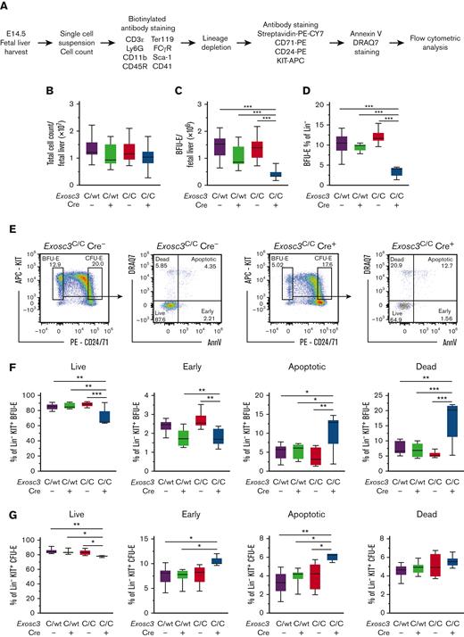 Exosc3 ablation compromises erythroid progenitor survival. (A) Experimental strategy. (B) Fetal liver live cell counts. Dead cells were excluded by trypan blue. (C) KIT+ BFU-E cell counts per E14.5 fetal liver. (D) BFU-E as percentage of lineage-depleted precursors (4 independent experiments: n = 33). (E) Representative flow cytometric plots for control Exosc3C/C Cre− and Exosc3C/C Cre+. (F) Percentage of BFU-E in live (AnnV−DRAQ7−), early apoptotic (AnnV+DRAQ7−), late apoptotic (AnnV+DRAQ7+), and dead (AnnV−DRAQ7+) cells, based on annexin V and DRAQ7 staining. Quantitative data are presented as box and whisker plots, with bounds from the 25th to 75th percentiles, the median line, and whiskers ranging from minimum to maximum values. ∗P < .05, ∗∗P < .01, and ∗∗∗P < .001, by Tukey multiple comparisons test. (G) Percentage of CFU-E in live, early apoptotic, late apoptotic, and dead cells (3 independent experiments: Exosc3C/C Cre− = 6, Exosc3C/WT Cre− =6, Exosc3C/WT Cre+ = 6, and Exosc3C/C Cre+ = 6).