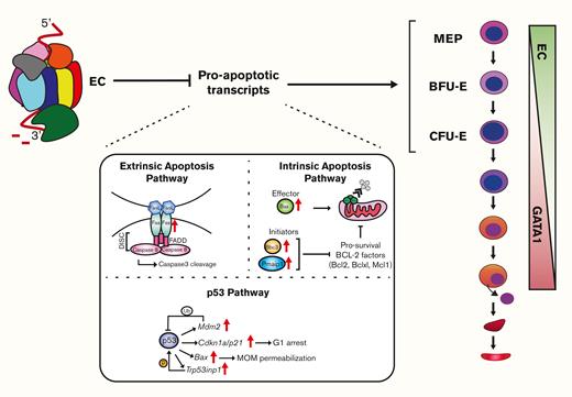 EC confers erythroid progenitor survival and function in vivo.Vav1-Cre–mediated Exosc3 ablation in the hematopoietic system is embryonically lethal after E14.5. Exosc3 expression is required for erythroid and myeloid progenitor activity. In Exosc3-ablated embryos, immunophenotypic BFU-Es are reduced, and progenitor activity is abrogated. MEPs can still be detected but have reduced activity. RNA-seq analysis of sorted GFP+ BFU-E revealed accumulation of proapoptotic genes, and Exosc3-ablated progenitors became apoptotic. During erythroid maturation, GATA1 represses genes encoding EC subunits.6,16,17 Before repression, the EC establishes and/or maintains functional erythroid progenitors, which involves conferring KIT expression/signaling, protection against DNA damage,6 and suppressing, directly or indirectly, a proapoptotic program.