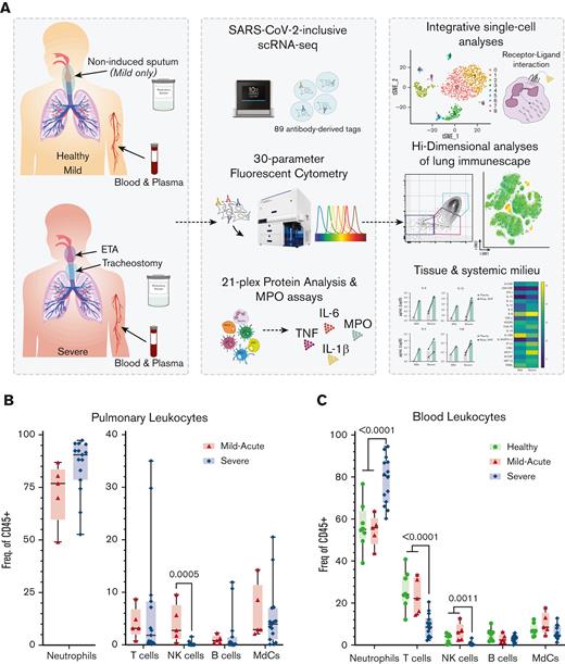 Experimental design for the systems immunology approach (integrated multiomics single-cell assays) to study patients with COVID-19 and identify robust neutrophilia in the lungs. (A) Respiratory samples (sputum or endotracheal aspirates) and matching blood from all subjects were collected for 21-plex Mesoscale analysis, high-dimensional (Hi-D) 30-parameter flow cytometry, and multiomics scRNA-seq. Cells from endotracheal aspirates (ETA) and blood of patients with severe COVID-19 along with blood from healthy individuals were surface-stained with a panel of 89 oligo-conjugated monoclonal antibodies before single-cell encapsulation, and analyses were performed with a custom human reference genome that included the SARS-CoV-2 genome to simultaneously detect viral mRNA transcripts. Integrative multiomics analyses were performed on the resulting datasets. (B) Box plots showing the distribution of leukocytes isolated from endotracheal aspirates (ETA). (C) Box plots showing the distribution of leukocytes isolated from the whole blood of severe patients. For comparisons across the 3 patient groups (ie, healthy, MA, and severe), ordinary one-way ANOVA (if equal variance) or Brown-Forsythe and Welch ANOVA (if unequal variance) tests were performed for data with a normal distribution. Data with a lognormal distribution were analyzed using the Kruskal-Wallis test.