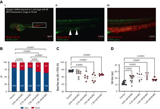 HA ZF modeling with f8-MO antisense RNA. (A) Representative fluorescence images: (I) merged and zoomed-in image of Tg:gata1:dsRed ZF larvae, injected with 1.0 mM f8-MO and tagged with fluorescein at 1-cell stage and visualized at 72 hours after fertilization. The hematopoietic niche is contoured by a white box (×25 magnification); (II) Green fluorescence zoomed in image of f8-MO localized in the hematopoietic niche as shown by the arrows (original magnification ×112); and (III) Merged image (original magnification ×112) showing transgenic red blood cells (red) and f8-MO (green, merged = orange). (B) Viability percentage of ZF larvae injected with f8-MO. The number of measured ZF is noted on the columns. Significance was calculated on a χ2 test, with a subsequent pairwise post hoc z test (C) Danioscope calculation of the blood flow activity in selected areas of the DA and PCV. The average DA plus PCV blood flow activity (%) of all MO groups was compared with the control group (n ≥ 6, mean). (D) Laser-induced injury and clot formation time of ZF injected with f8-MO (n ≥ 6, mean).