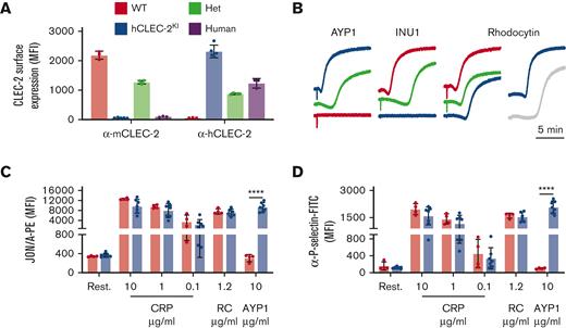 hCLEC-2KI mice have normal CLEC-2 expression and platelet activation. (A) Surface expression of mouse and human CLEC-2 by flow cytometry using INU1 and AYP1 antibodies, respectively. Heterozygous mice expressed half human and half mouse CLEC-2, whereas hCLEC-2KI mice expressed only hCLEC-2 on their platelet surface. (B) Light transmission aggregometry with washed platelets shows that AYP1 (10 μg/mL) and INU1 (10 μg/mL) cause aggregation of hCLEC-2KI and WT platelets, respectively, and reduced aggregation in hCLEC-2KI heterozygous platelets. RC-induced (0.24 μg/mL) aggregation has a longer lag time not only in hCLEC-2KI platelets but also in human platelets. (C) Platelet integrin activation measured by JON/A-PE antibody binding in flow cytometry shows no difference in (hem)ITAM-mediated platelet activation in hCLEC-2KI platelets and hCLEC-2–specific activation by AYP1. (D) Platelet granule secretion measured using an anti–P-selectin antibody in flow cytometry was unaltered in hCLEC-2KI following platelet activation by (hem)ITAM agonists, whereas AYP1 causes hCLEC-2–specific granule secretion. Data analyzed by two-way analysis of variance followed by a Sidak multiple comparison test. ∗∗∗∗P < .001. Results are shown as mean ± standard deviation, with each circle representing 1 individual and are representative of 3 independent experiments. CRP, collagen-related peptide; FITC, fluorescein isothiocyanate; Het, heterozygous; MFI, mean fluorescent intensity; PE, phycoerythrin; RC, rhodocytin.