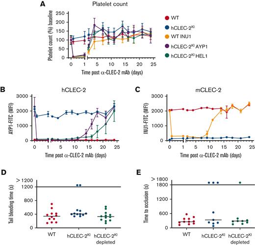 hCLEC-2 can be immunodepleted using HEL1 or AYP1, with little effect on hemostasis. (A) Platelet count following intraperitoneal injection of INU1, AYP1, or HEL1 antibody (3 μg/g bodyweight). Transient thrombocytopenia lasting up to 4 days after injection can be seen for all antibody-treated groups compared with the untreated controls. Platelet count was determined by flow cytometry and is shown as the percentage of the baseline count. (B) hCLEC-2 surface expression determined by flow cytometry following depletion by either AYP1 or HEL1. For both antibodies, CLEC-2 could not be detected on the platelet surface for at least 11 days. (C) mCLEC-2 surface expression determined by flow cytometry following depletion by INU1 shows that CLEC-2 was absent for at least 7 days after injection. Measurements with anti-rat and anti-mouse IgG excluded the possibility that the abolished anti-CLEC-2-FITC binding was due to the presence of remaining anti-CLEC-2 antibodies on the platelets (supplemental Figure 8). (D) Depletion of CLEC-2 (using HEL1) had no effect on tail bleeding time. P > .05, Fisher exact test. Horizontal lines represent the median time to cessation of bleeding, with each circle representing 1 mouse. (E) Depletion of CLEC-2 had no effect on occlusive thrombus formation following mechanical injury of the abdominal aorta, and hCLEC-2KI mice were comparable to WT. P > .05, Fisher exact test. Horizontal lines represent the median time to vessel occlusion, with each circle representing 1 mouse. For all experiments, a minimum of 5 mice were tested per group. FITC, fluorescein isothiocyanate; mAb, monoclonal antibody; MFI, mean fluorescent intensity.
