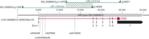 Genetic structure of the ABO gene locus, including long-range PCR (LR-PCR) amplicon locations and positions of the 4 putative ABO∗A1-diagnostic variants. The coordinates above the gene and next to the PCR primers correspond to the reference sequence NG_006669.2 (LRG_792). Chromosomal coordinates of the first base pair of ABO reference gene on the current human genome reference (GRCh38.p13) is provided underneath the gene. Exons 1 to 7 are represented by black arrows, and the coding DNA sequence (CDS; reference transcript NM_020469.3) in red. The locations of the 2 overlapping LR-PCR amplicons (LR1 and LR2) used to amplify the ABO gene are highlighted by the striped area between both amplicons. The positions of the 4 putative ABO∗A1-specific variants found in this study are indicated by their respective rs numbers. For graphical clearness, the ABO gene is shown as reverse complement.